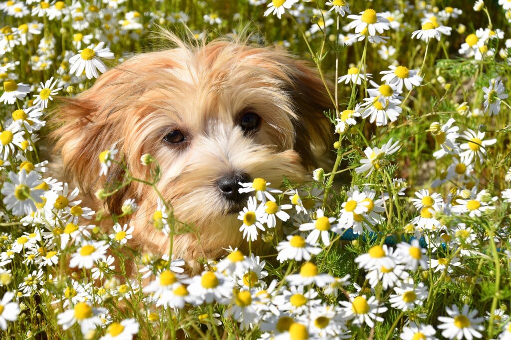 découvrez le havanese, un chien joyeux et affectueux, idéal pour les familles. apprenez tout sur ses caractéristiques, son tempérament et ses soins nécessaires pour garantir une vie heureuse et en santé à votre compagnon à quatre pattes.