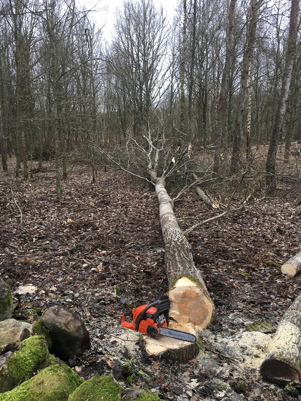 analyse de la trajectoire d'abattage des arbres pour optimiser la sécurité et l'efficacité des opérations forestières.