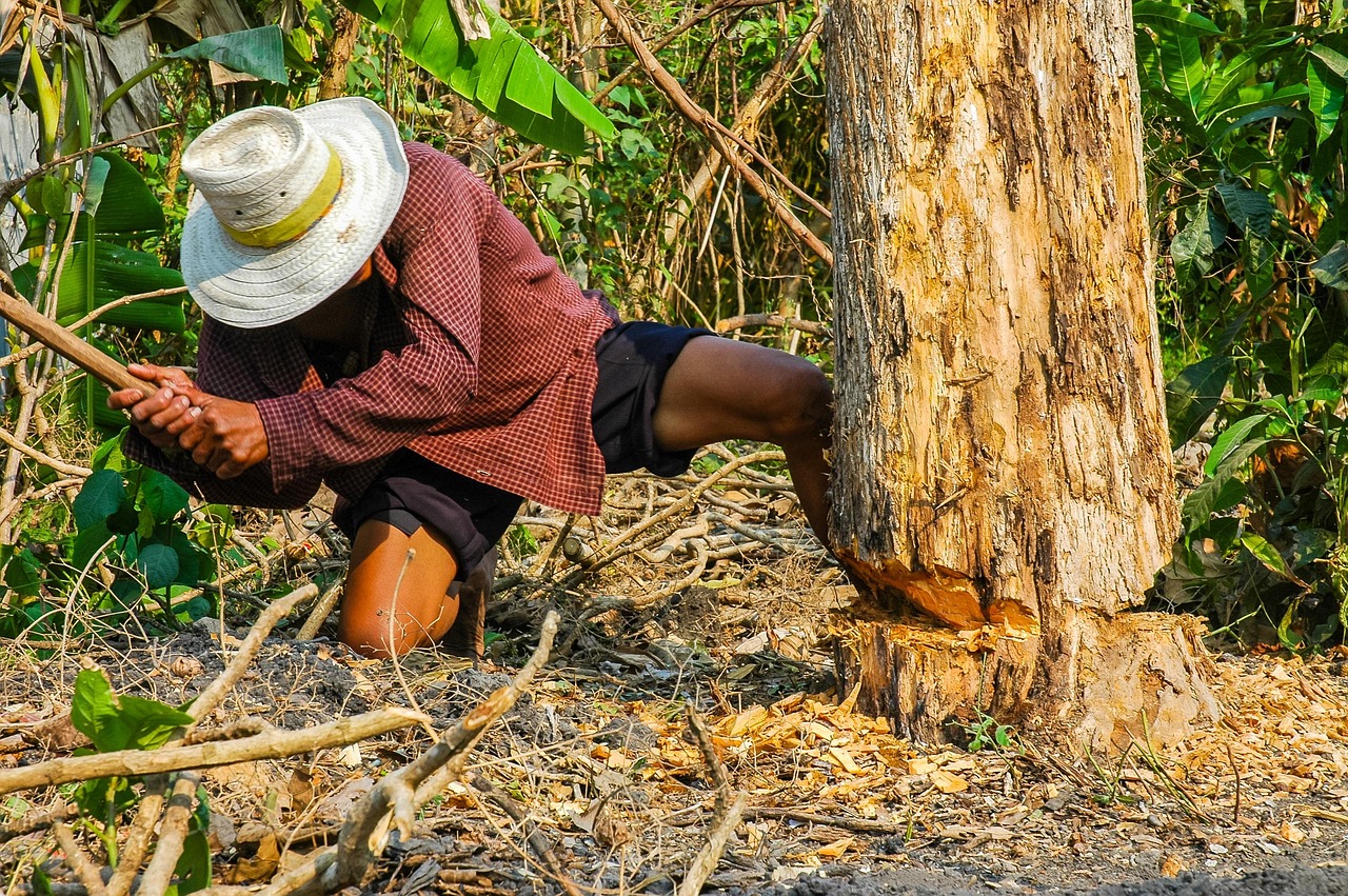 analyse de la trajectoire d'abattage d'arbre pour optimiser la sécurité et l'efficacité des opérations forestières.
