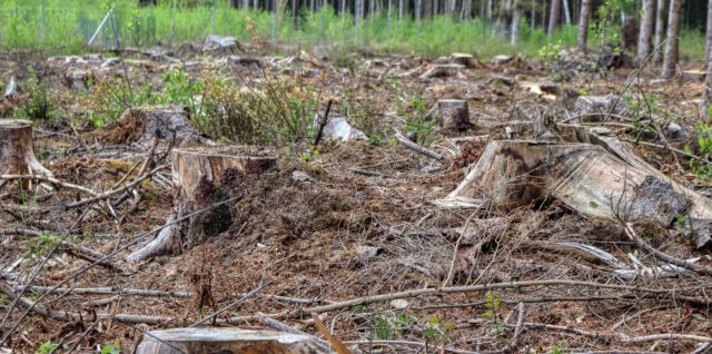 analyse de la trajectoire d'abattage des arbres pour garantir sécurité et précision lors des opérations forestières.